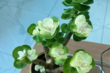 聚财风水_招财手花有什么好处