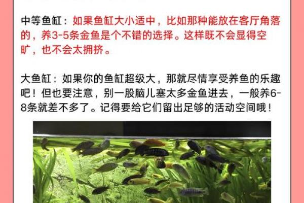 养金鱼有哪些风水讲究- 养金鱼有哪些风水讲究-