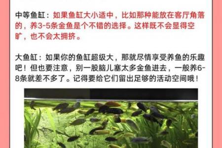 养金鱼有哪些风水讲究-