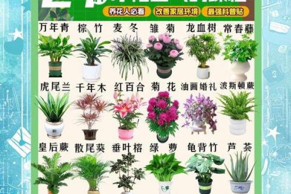 室内房间里养花须知的风水禁忌