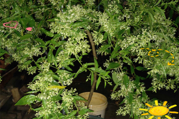 室内房间里养花须知的风水禁忌