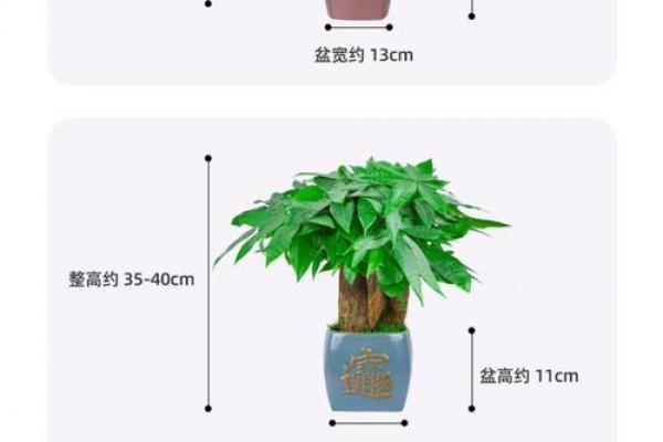 办公室花卉摆放风水 小小的一盆花也有讲究 办公室花卉摆放风水 小小的一盆花也有讲究