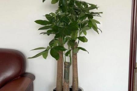 办公室花卉摆放风水 小小的一盆花也有讲究