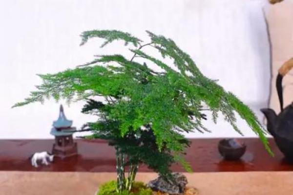 风水价值，为啥家里不能养文竹