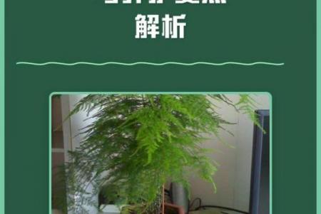 风水价值，为啥家里不能养文竹