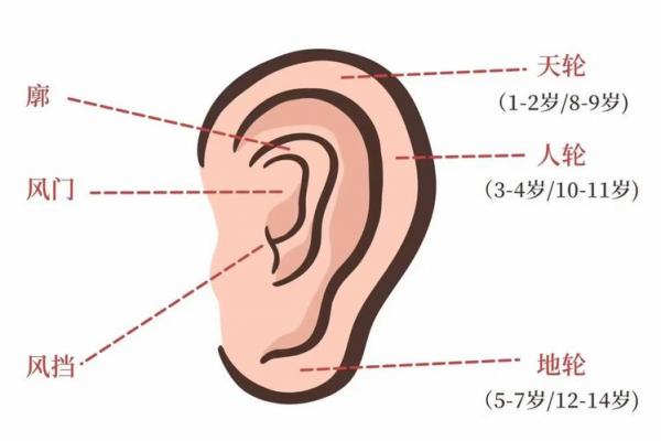 从面相看耳朵,耳朵面相算命图解 从面相看耳朵,耳朵面相算命图解