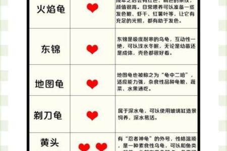 十二星座最适合什么乌龟养