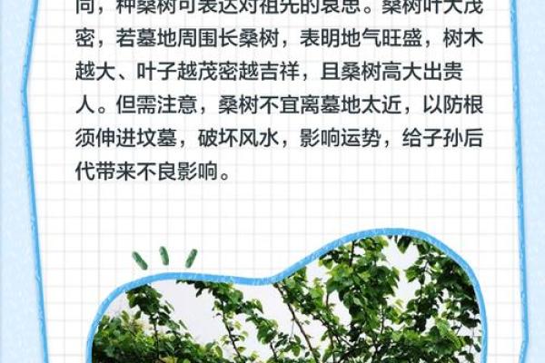 风水上祖坟上长树意味着什么