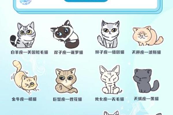 哪些星座女是猫系女人