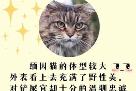 12星座最适合养猫的品种