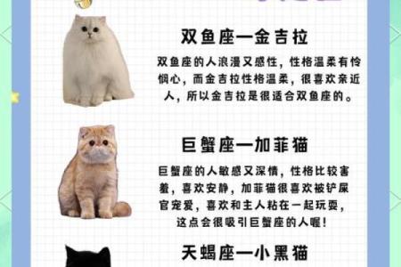 哪些星座女是猫系女人
