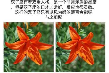 十二星座最适合用什么样的花
