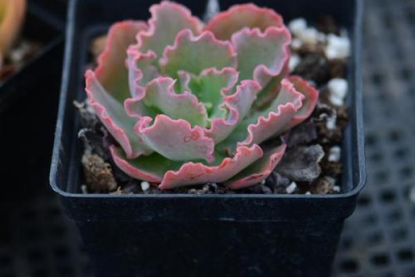 12星座适合种什么多肉