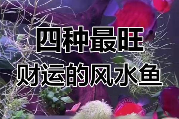 属鸡的家里养什么样子的风水鱼好？