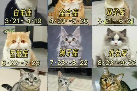 什么星座最适合白光莹