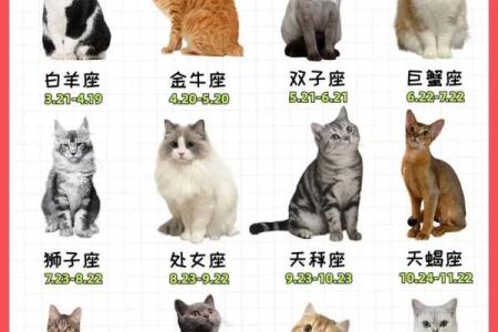 什么星座最适合猫咪