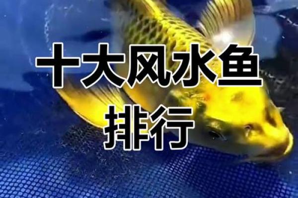 二楼养鱼风水