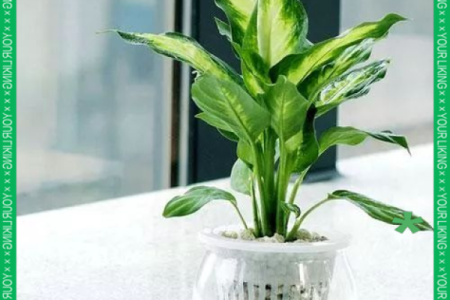 万年青 风水