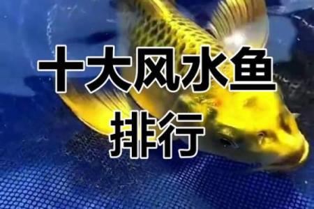 二楼养鱼风水