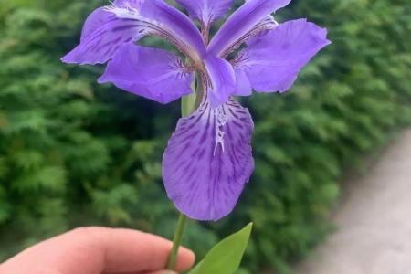 唐菖蒲在风水中有何作用