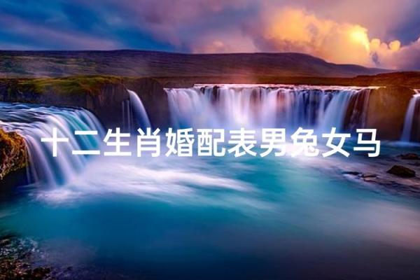 属兔的最佳生肖配对