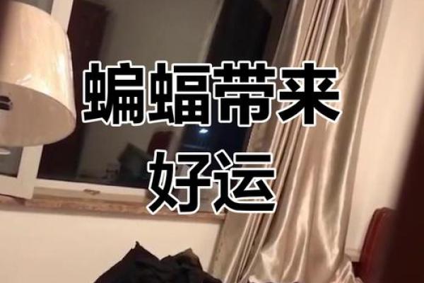 动物风水之家里飞进蝙蝠的解说