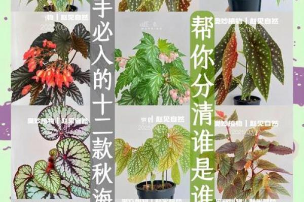 秋海棠的风水