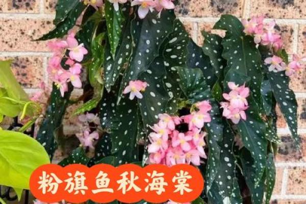 秋海棠的风水
