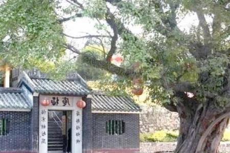 树上的房子风水