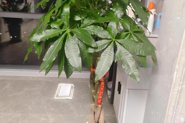四大镇宅之树是哪四款风水树