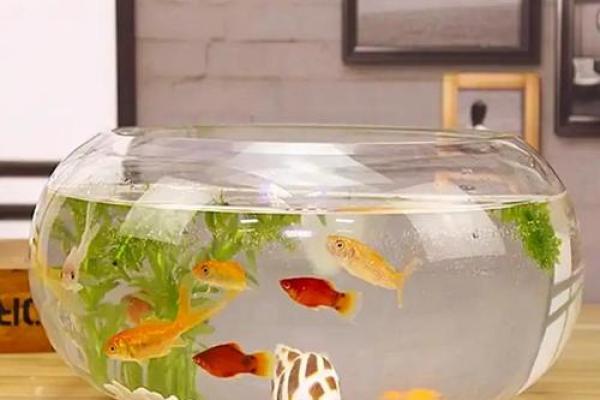 办公室风水鱼缸的摆放禁忌 鱼的数目也是有讲究的 办公室风水鱼缸的摆放禁忌 鱼的数目也是有讲究的